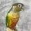 Thumbnail: Taxidermy Green Cheeked Conure - 2