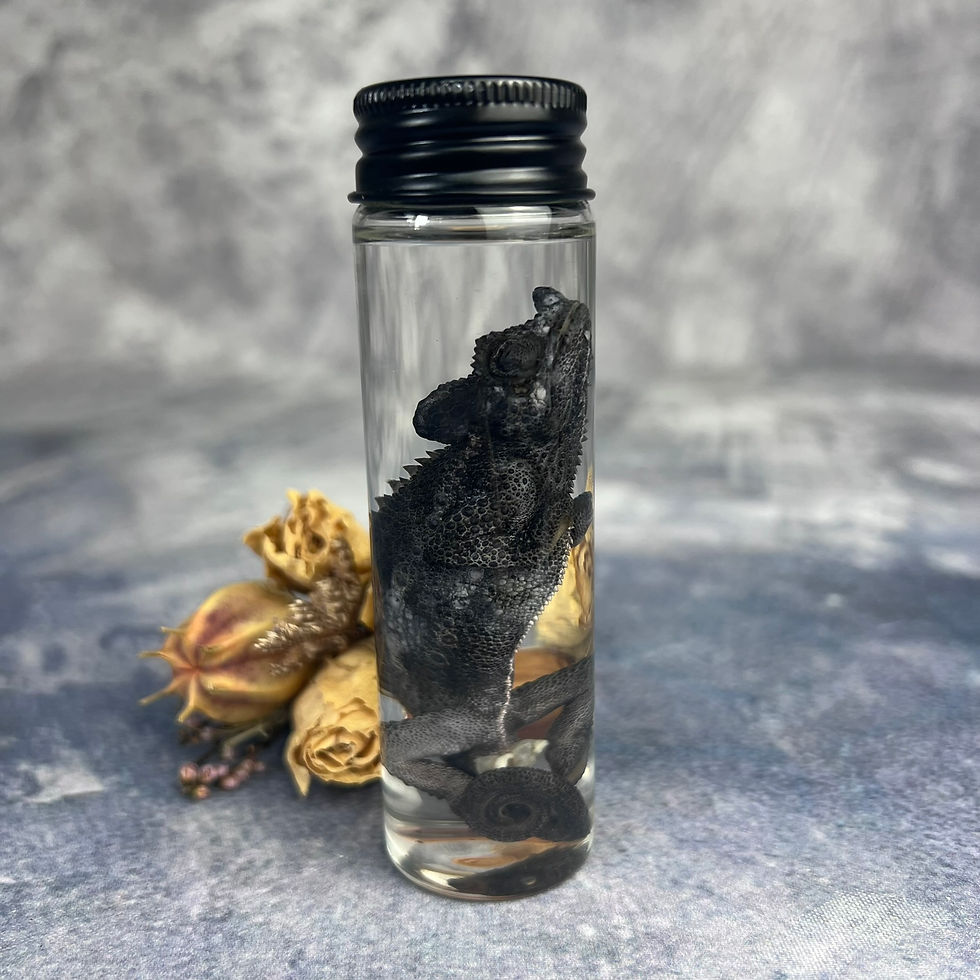 Thumbnail: Wet Specimen Chameleon Vial