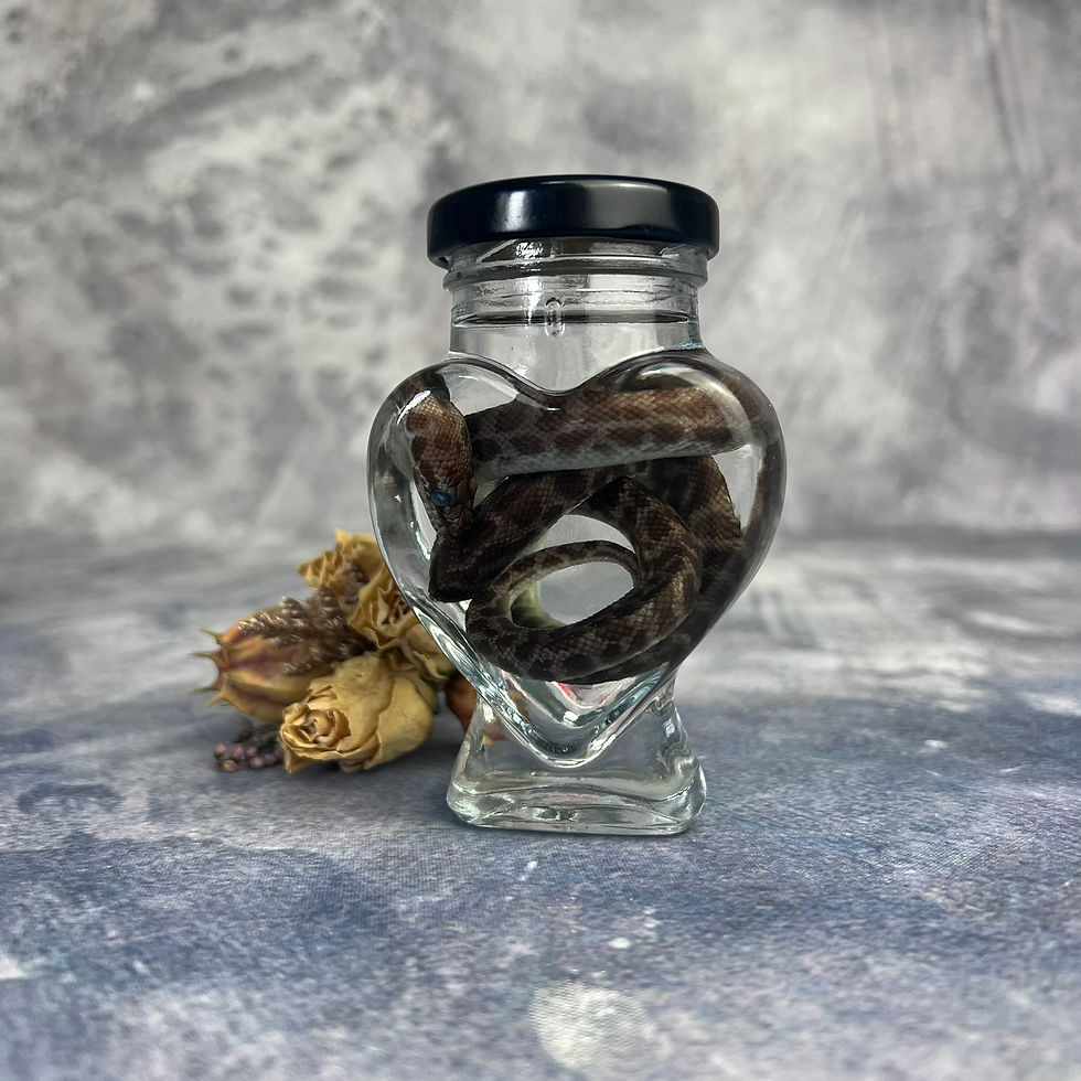 Thumbnail: Wet Children's Python - Heart Jar