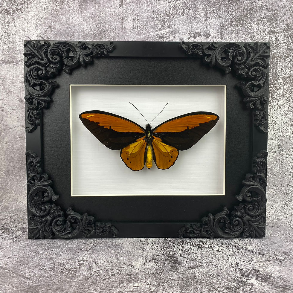 Ornate Wallace's Golden Birdwing Frame