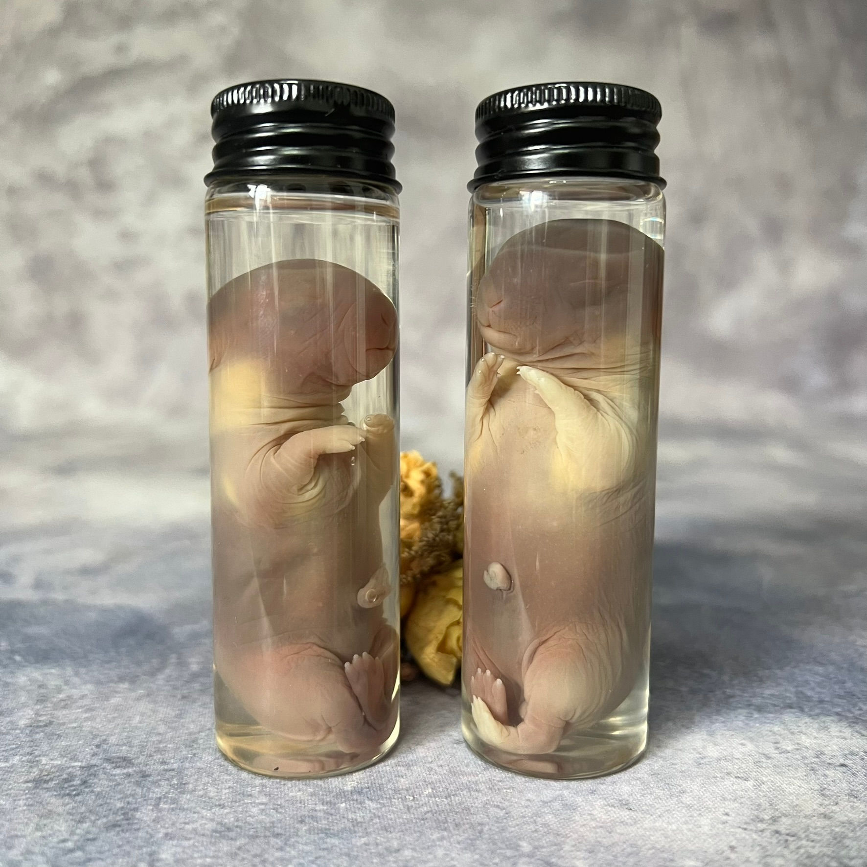 Wet Specimen Foetal Bunny