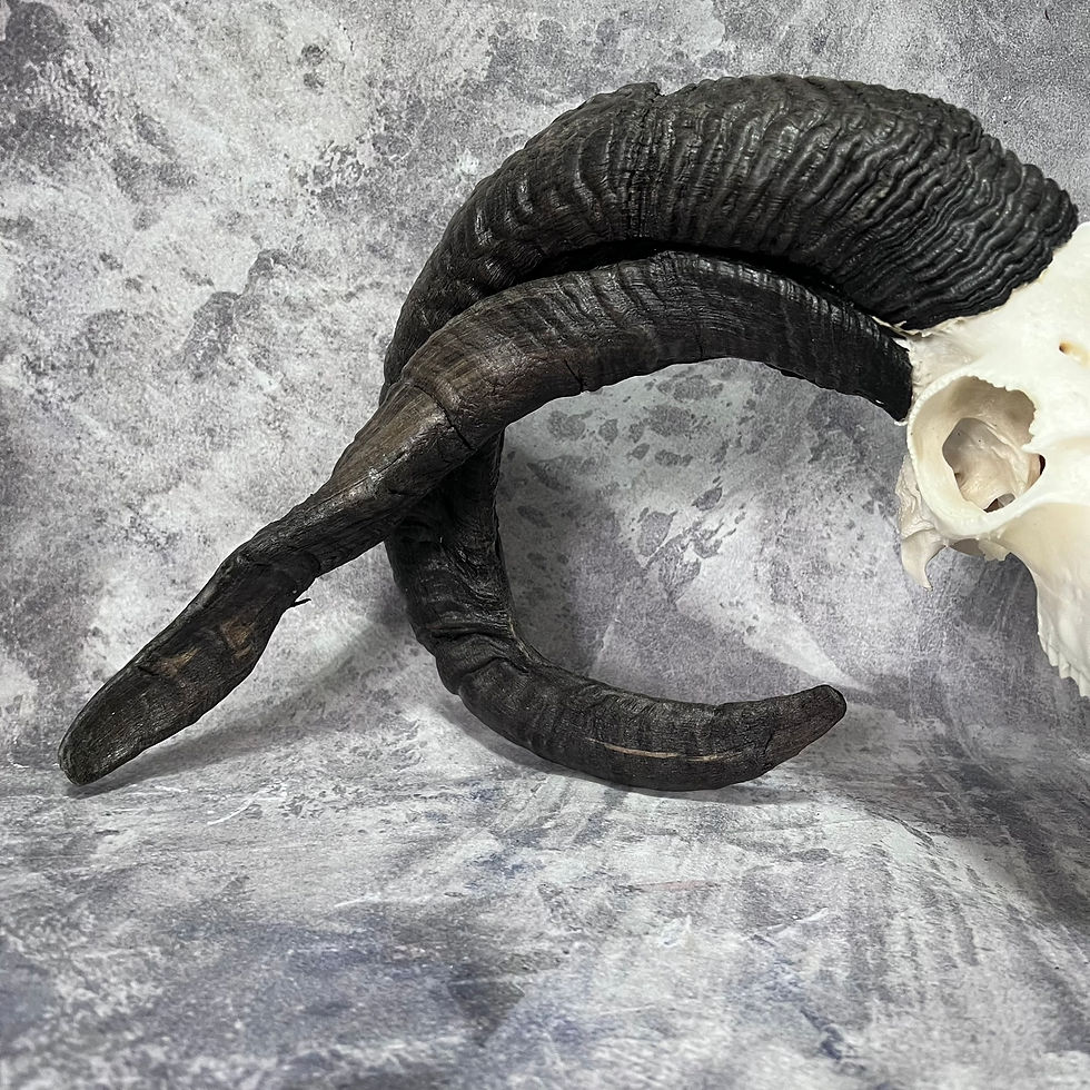 Thumbnail: XL Dark  Four Horned Jacobs Ram Skull