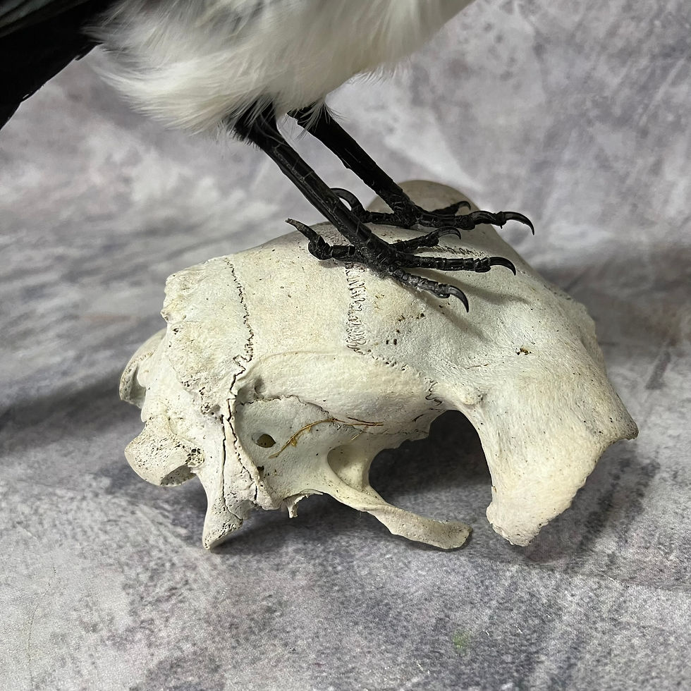 Thumbnail: Taxidermy Magpie on Sheep Skull
