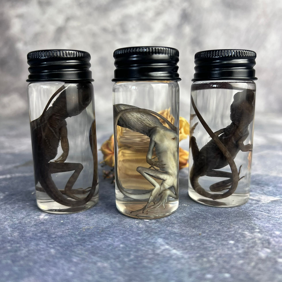 Thumbnail: Wet Specimen Iguana Hatchling Vial