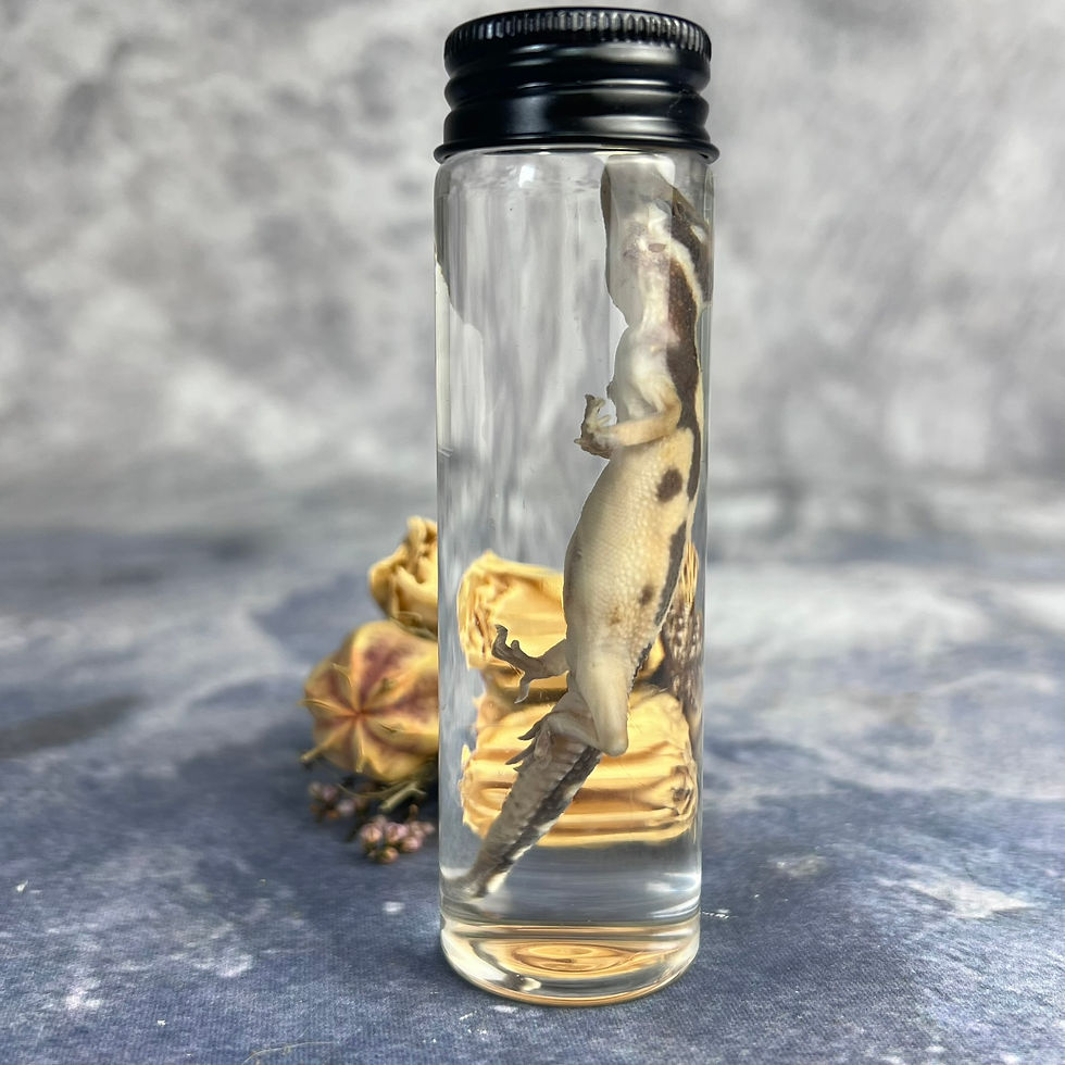 Thumbnail: Wet Specimen Leopard Gecko Hatchling Vial