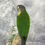 Thumbnail: Taxidermy Green Cheeked Conure - 2