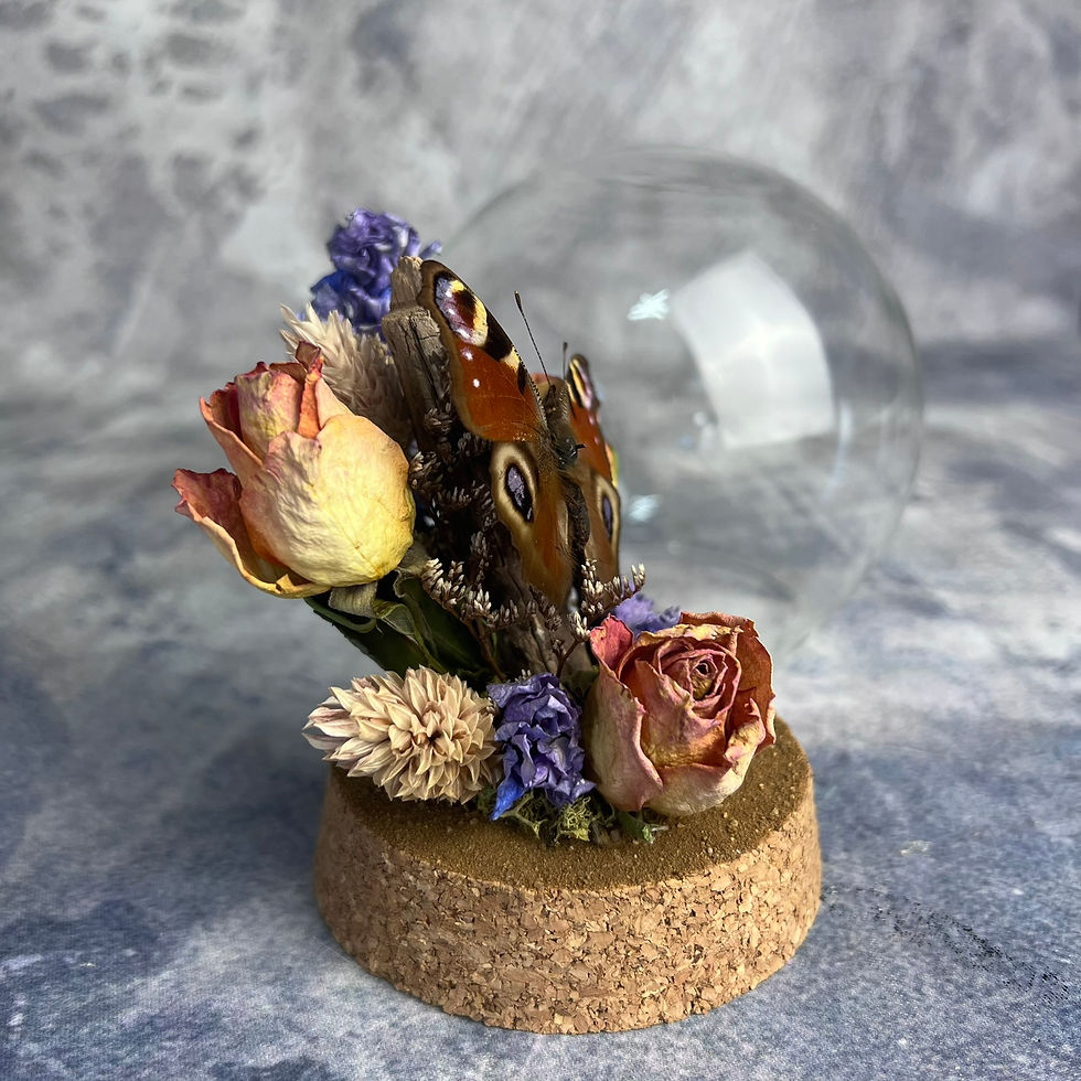 Thumbnail: Peacock Butterfly (Aglais io) Globe