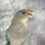 Thumbnail: Taxidermy Blue Princess of Wales Parakeet