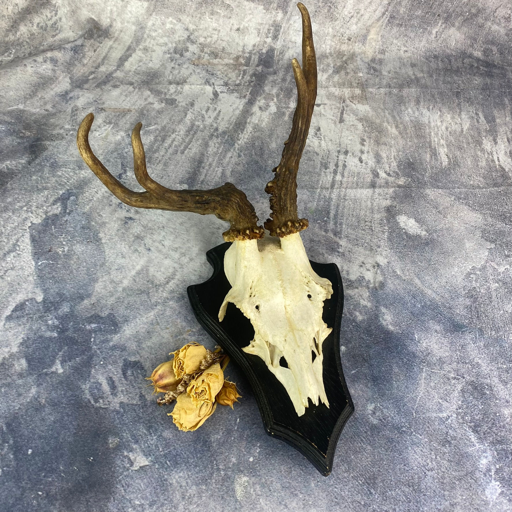 Vintage Deformed Roe Deer Shield