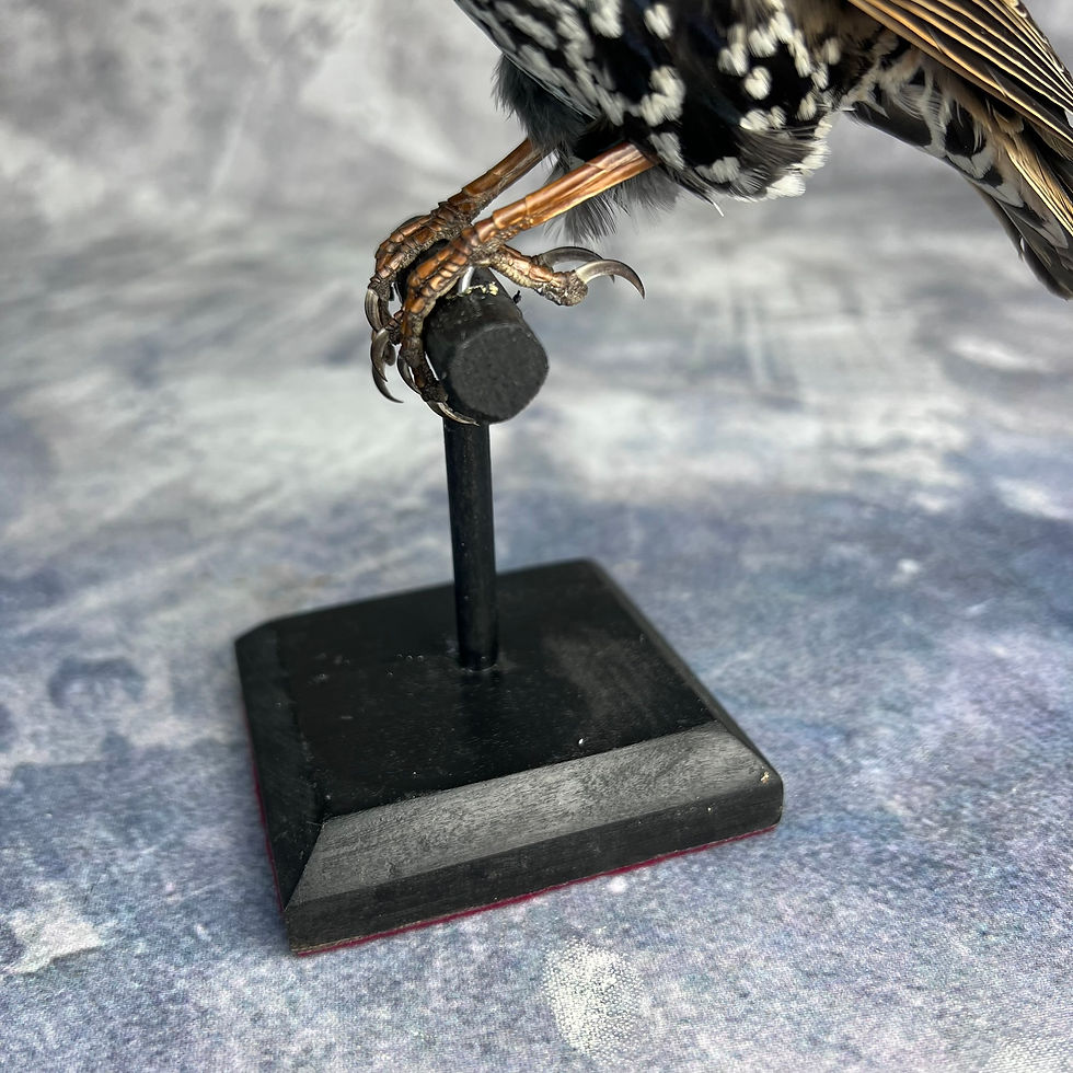 Thumbnail: Taxidermy Common Starling
