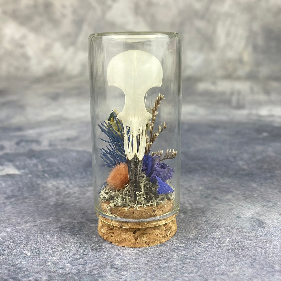Thumbnail: Floral Starling  Skull Mini Dome