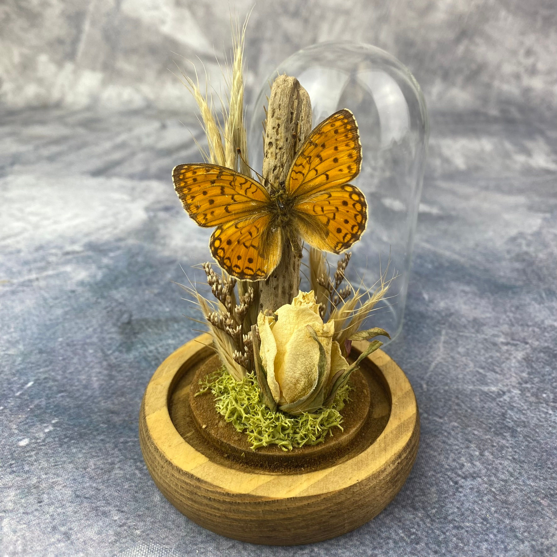 Niobe Fritillary Butterfly (argynnis niobe) Dome 2