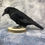 Thumbnail: Taxidermy Crow on Log Slice