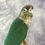 Thumbnail: Taxidermy Green Cheeked Conure - 1
