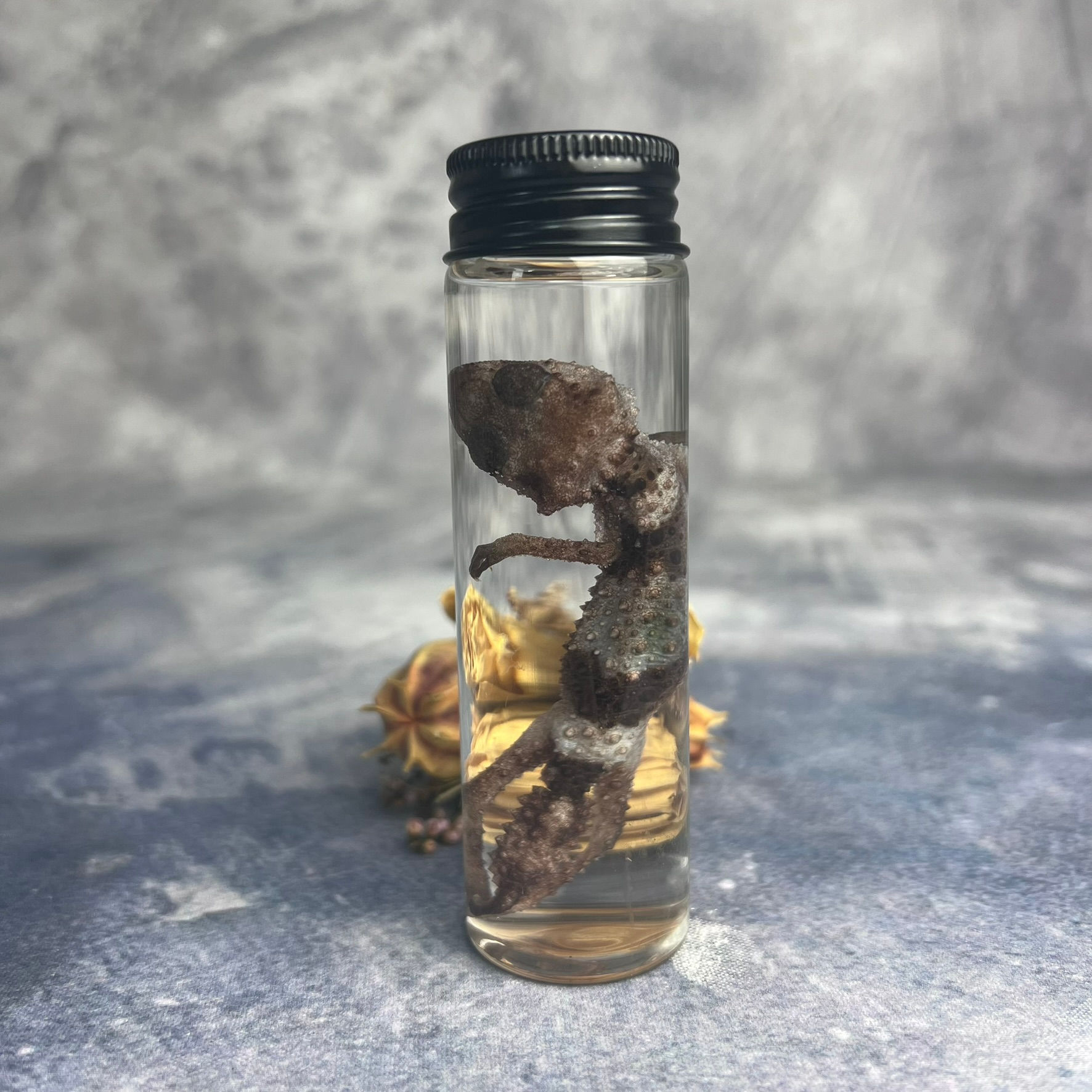 Wet Specimen Gecko Vial