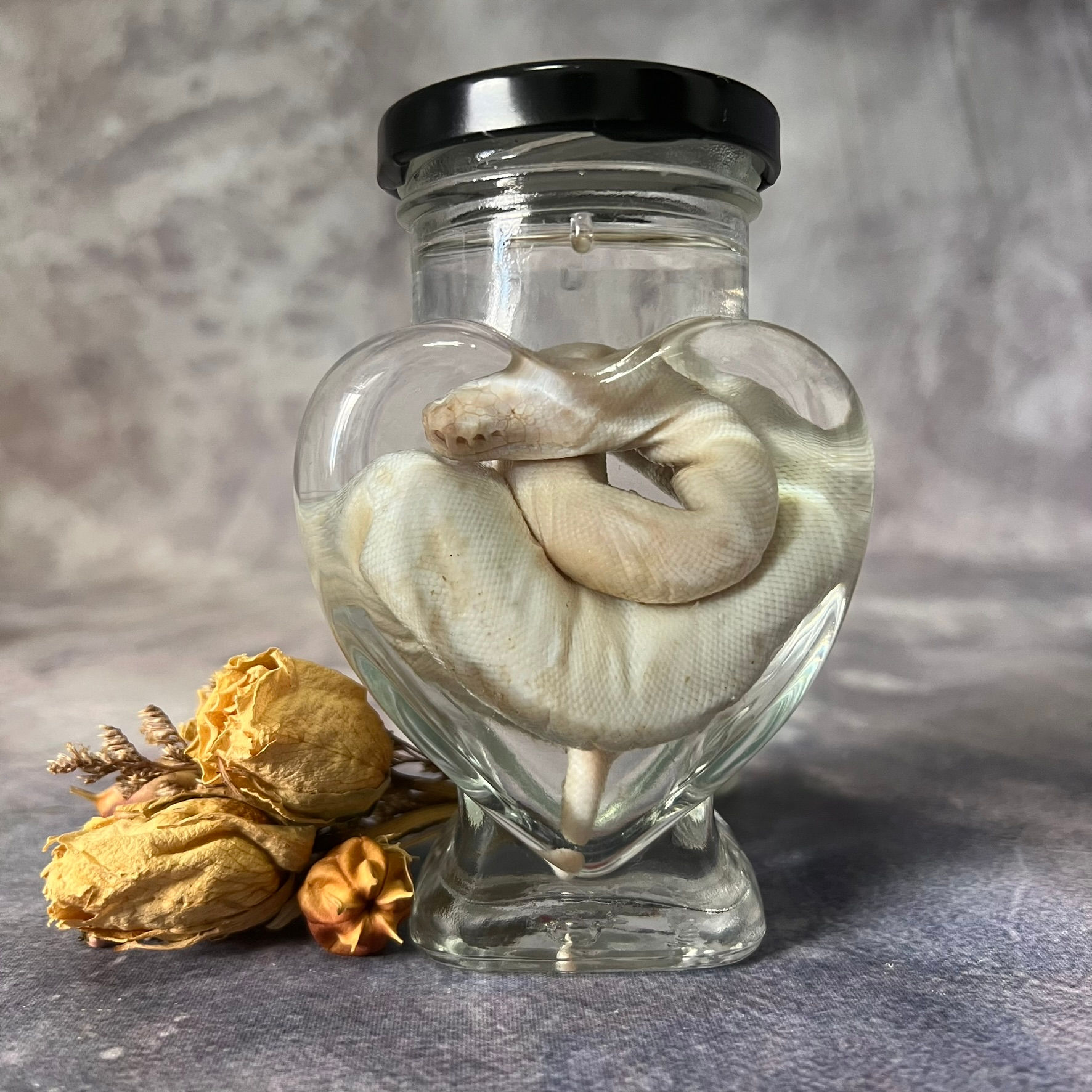 Wet Specimen Eyeless Ball Python - Heart Jar