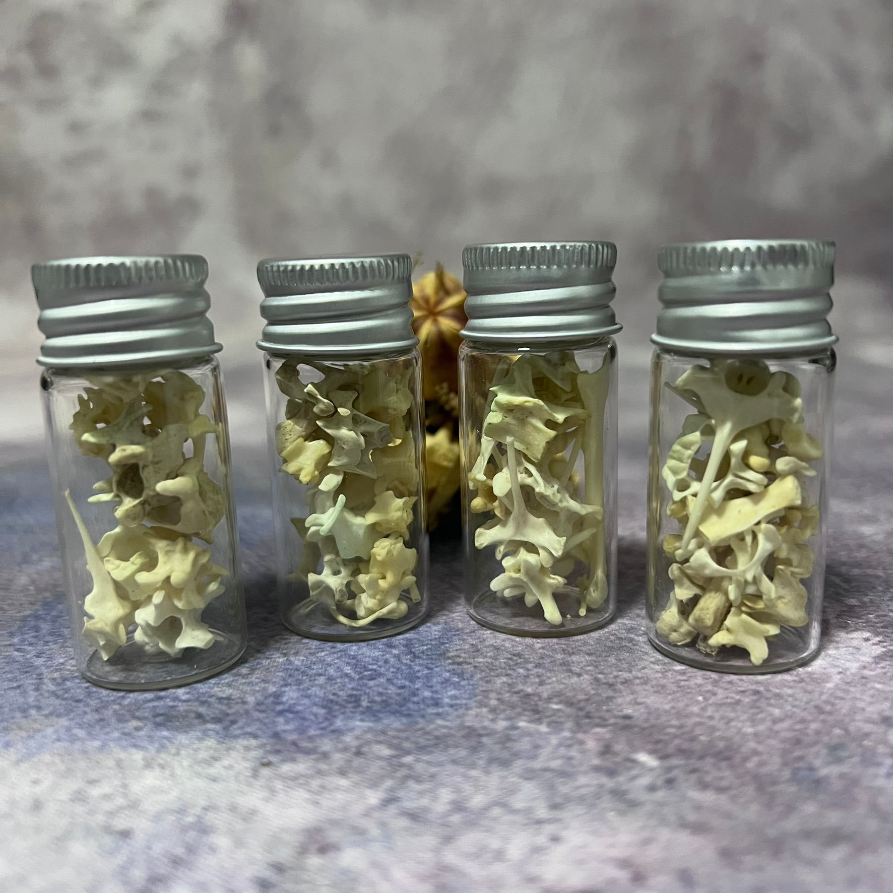 Mixed Bone Curio Bottle