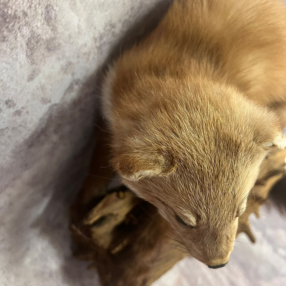 Thumbnail: Taxidermy Pine Marten on Wooden Log