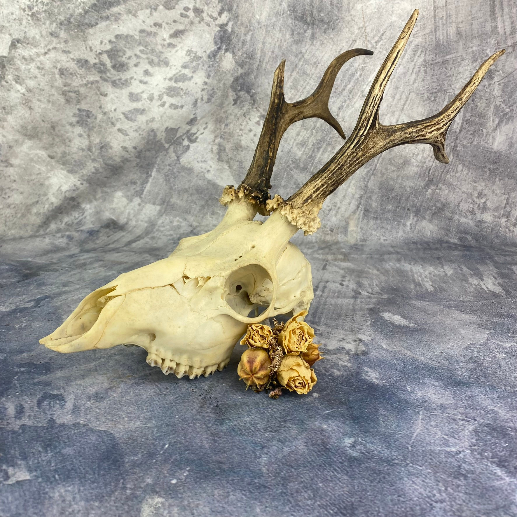 XL Natural Vintage Roe Deer Skull