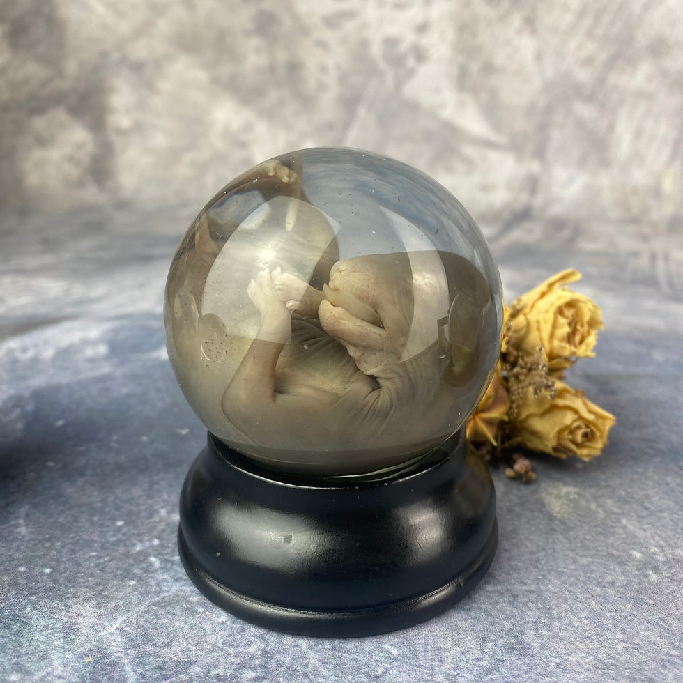 Thumbnail: Wet Specimen Foetal Fox Cub - Globe
