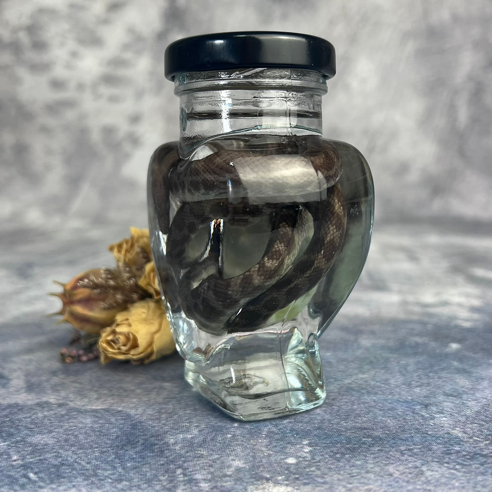 Thumbnail: Wet Children's Python - Heart Jar