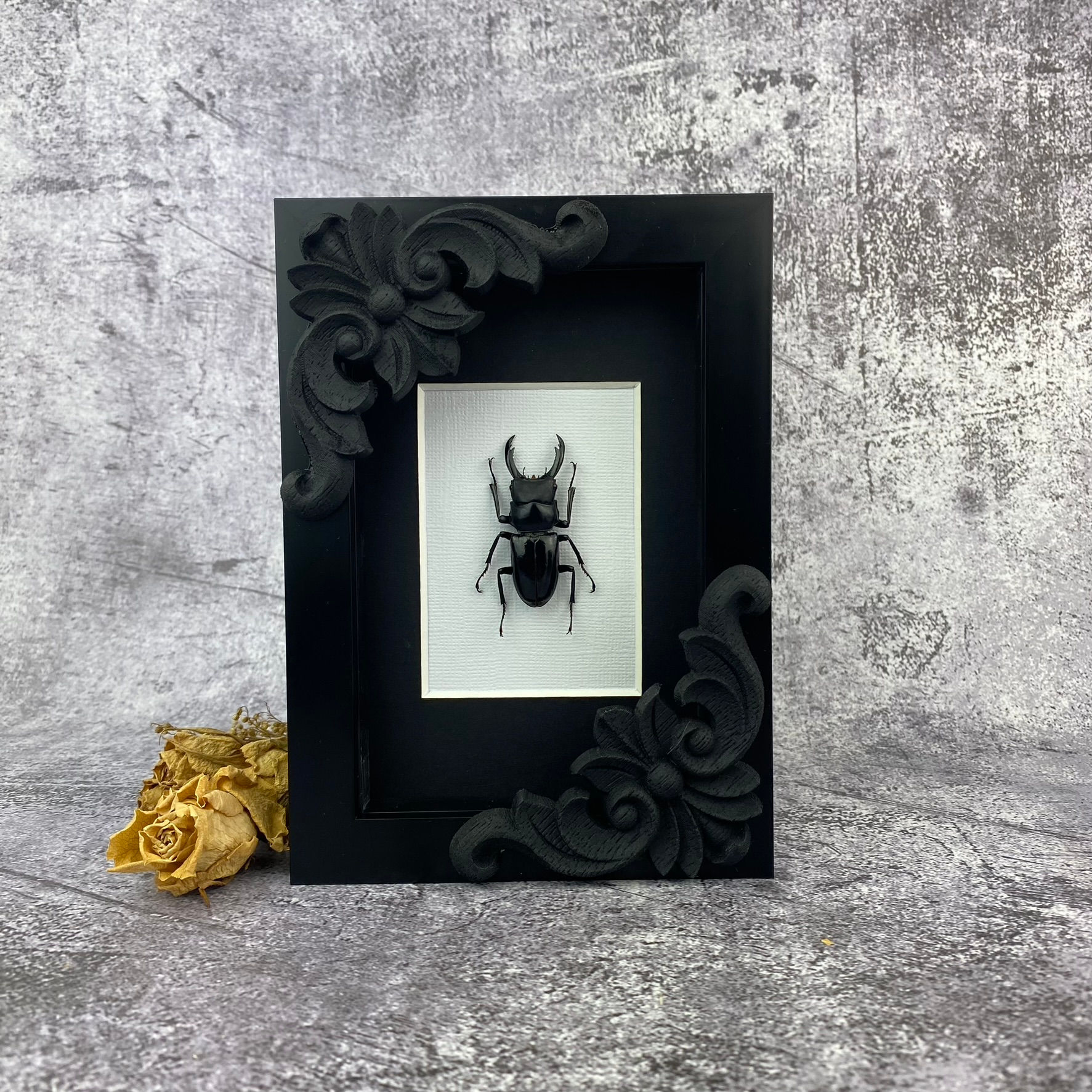 Ornate Stag beetle (Odontolabis siva) Frame