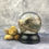 Thumbnail: Wet Specimen Desert Iguana Globe