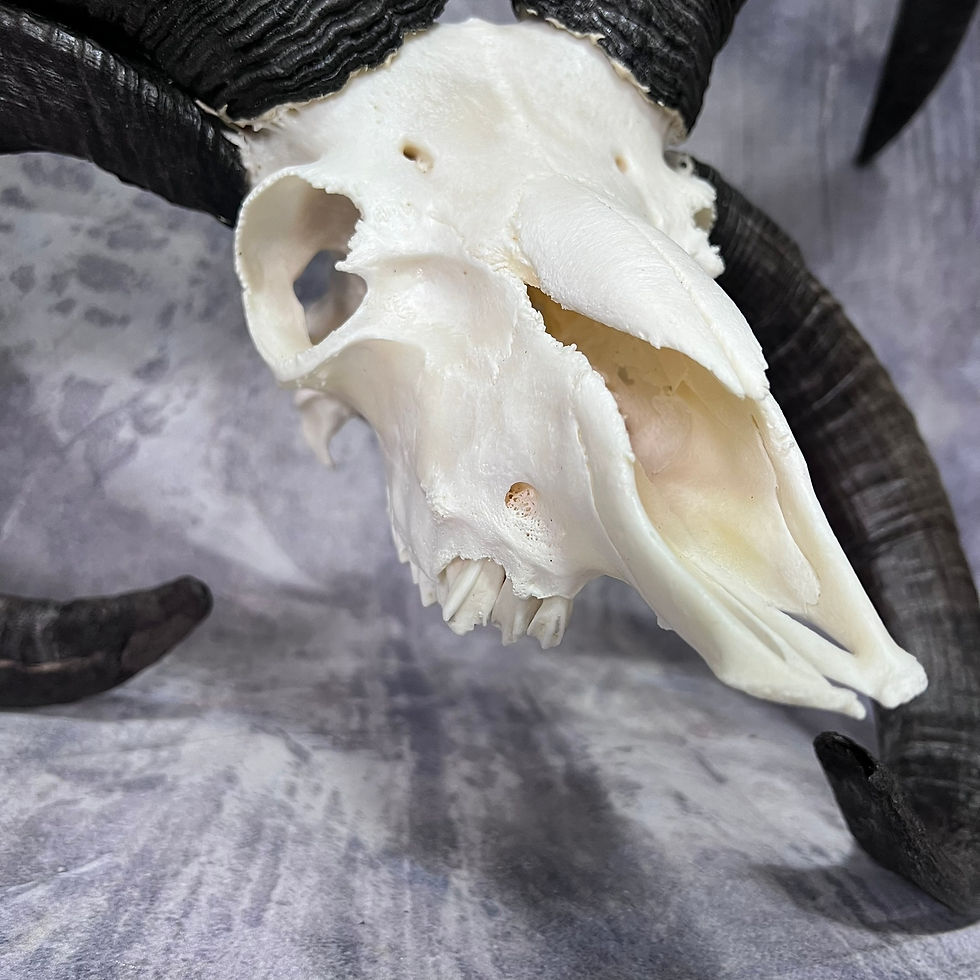 Thumbnail: XL Dark  Four Horned Jacobs Ram Skull