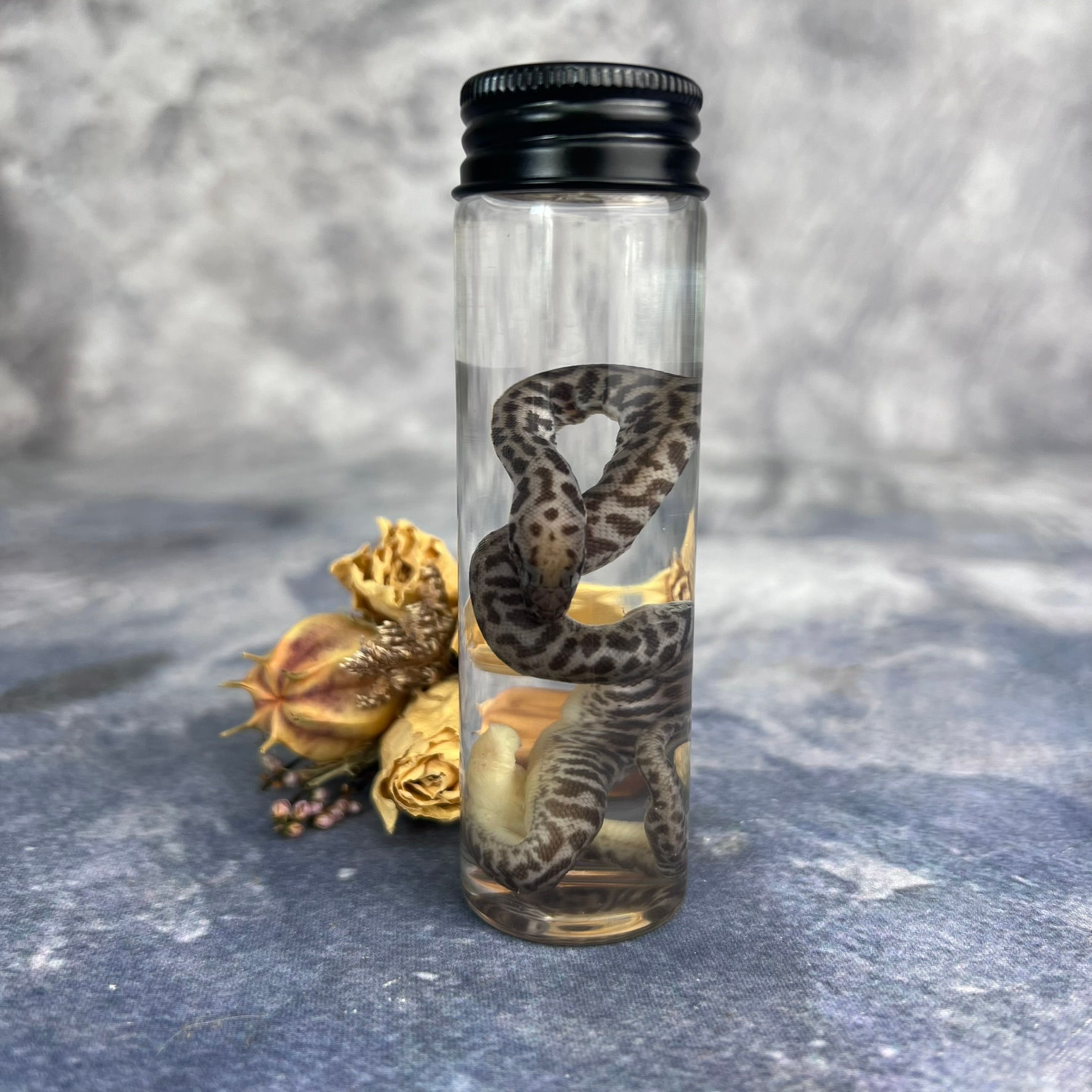 Wet Specimen Childrens Python Hatchling Vial