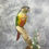 Thumbnail: Taxidermy Green Cheeked Conure - 2