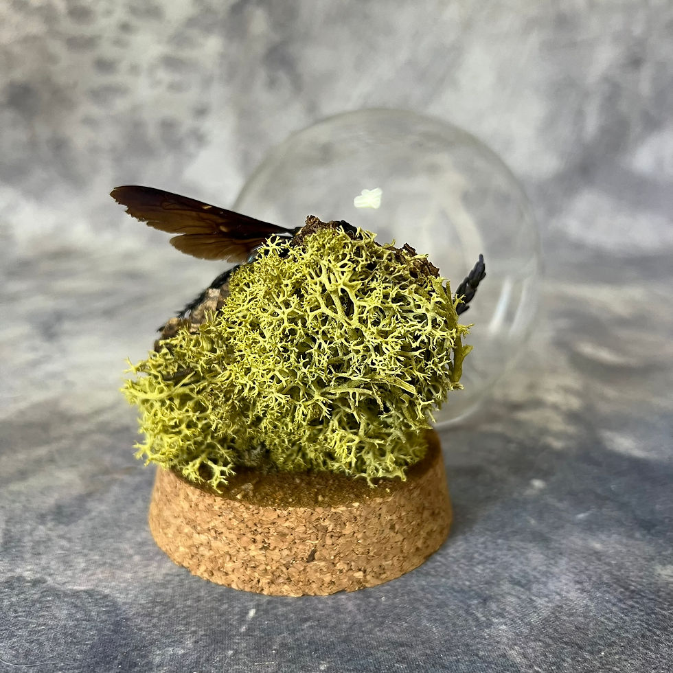 Thumbnail: Giant Scoliid Wasp (Megascolia procer) Globe