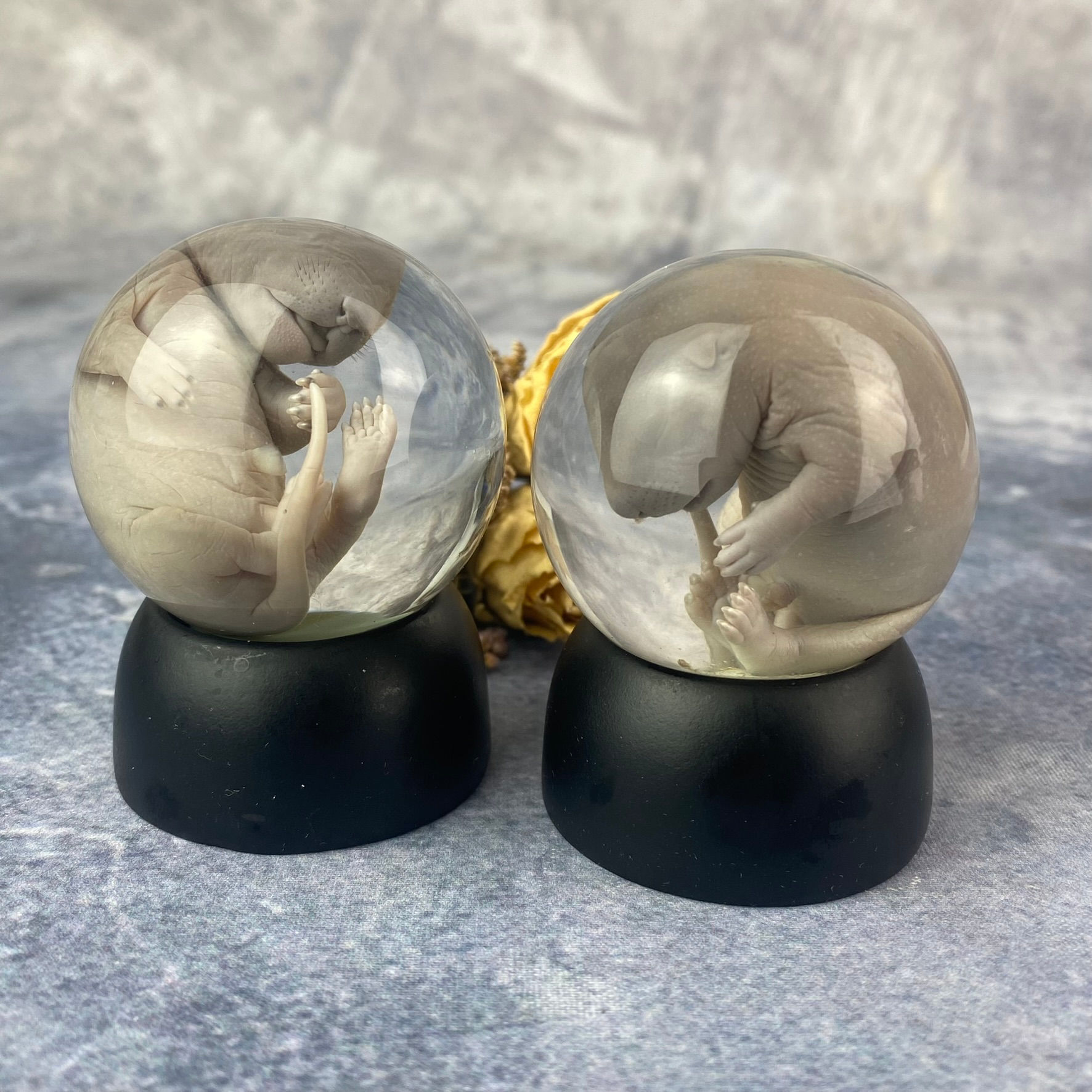 Wet Specimen Foetal Squirrel Baby   - Globe