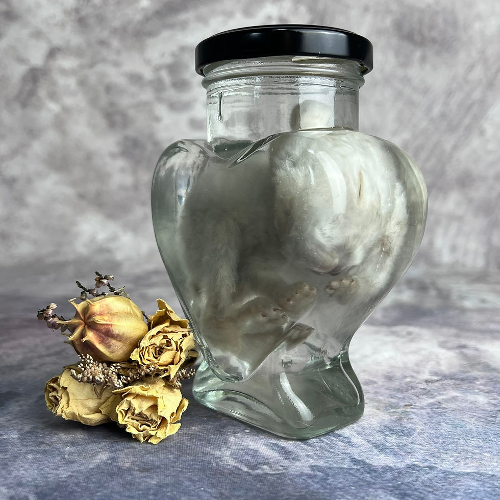 Thumbnail: Wet Specimen Baby Rabbit - Heart Jar