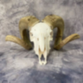 Natural Light Curly Horned Ram Skull