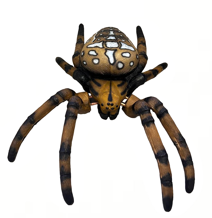 Kreuzspinne