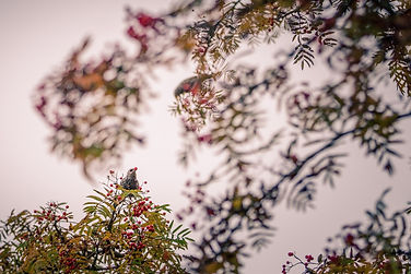 Vallée de Joux, octobre 2020
