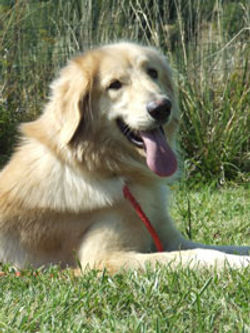 Winona dell'Abete Bianco