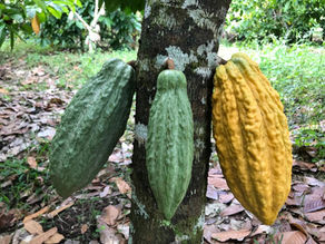 Pacific Jamaica Coffee Traders - PJCT (100% Jamaica Blue Mountain Coffee & Chocolate LENY)