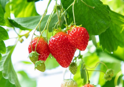 12/13（土）の出店のご案内