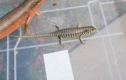 Female Juvie Kenyan Zebra Skink | Moonshine Reptiles A
