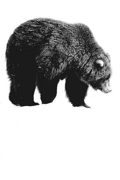 A Bear.jpg