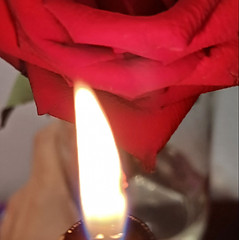 rosa.jpg