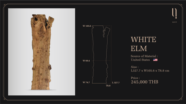 WHITE ELM