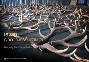 Quest Shed Deer Antler