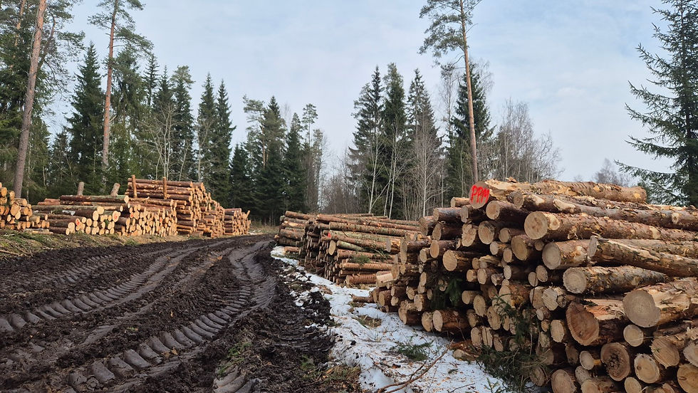 Ziema garām, nu var cirst! Foto: Elvita Ruka.
