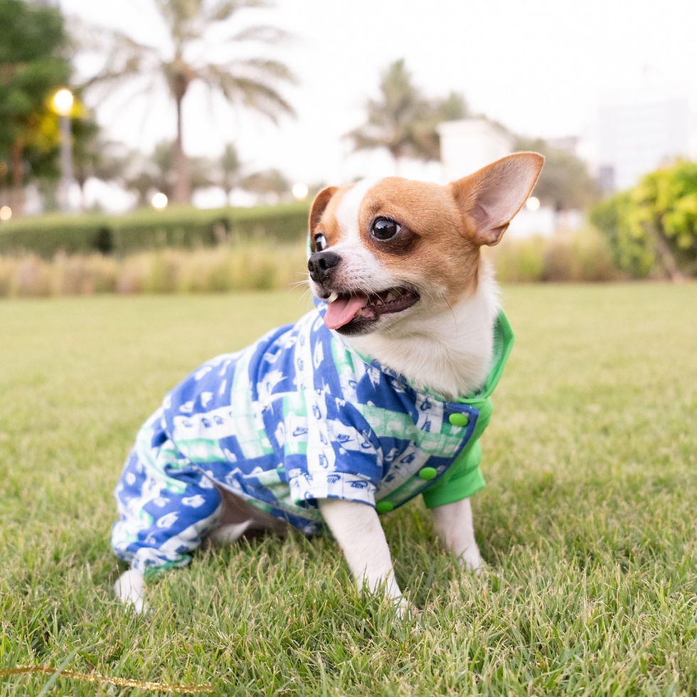Thumbnail: Limted Edition - Nike Sports - PAIR for 2 dogs