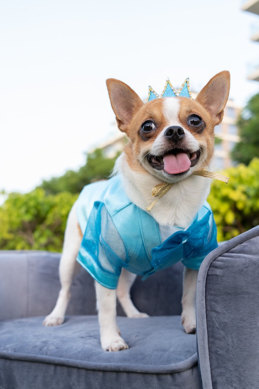 Limited Edition - Electrice Blue Vest with Hat for Male Small Breed