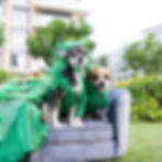 Thumbnail: Limited Edition - Green Peacock PAIR for 2 dogs