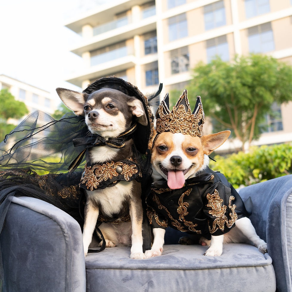Limited Edition - Halloween Wedding PAIR for 2 dogs