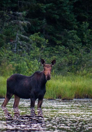 moose_edited.jpg